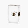 Resina de Venta Caliente Transfronteriza Muestras de Insectos Reales Araña Escorpión Saltamontes Regalo de Recompensa para Estudiantes de Primaria Regalo Artesanal