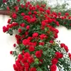 Rosa ultraminiatura, rosa de floração abundante, multiflorida, rosa tipo mini, floresce o ano todo em vasos de varanda