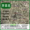 Medicina Herbal China Alta Calidad Bolsa de Pastor Silvestre Flor de Bolsa de Pastor Flor Daimi Flor de Bolsa de Pastor Nuevo Producto Seco 500g Medicina Herbal China