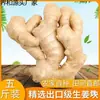 Gengibre de Shandong Raiz de Gengibre Fresco Cultivado na Fazenda