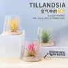 Planta de aire, sin tierra, planta de escritorio de fácil cuidado para escritorios de oficina, adecuada para principiantes, adorno de regalo de micro paisajismo