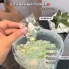 Perlas de lavandería de camelia de cinco cámaras, perlas de lavandería extragrandes, limpian, protegen el color, eliminan manchas, desinfectan y eliminan ácaros