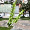 Nueva simulación flor campanilla delphinium comercio exterior 2 horquillas flor Qianxun guía de camino de boda decoración de techo flor artificial venta al por mayor