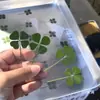 Trébol de Cuatro Hojas Real Muestra de Trébol de Cuatro Hojas Regalo de Graduación Tarjeta Transparente Tarjeta de Deseos Marcapáginas Lágrimas Coreanas Acrílicas