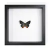 Borboleta Real, Espécie Preciosa de Verão, Borboleta Rara, Grande Fita Verde, Ornamento de Mesa, Espécime de Presente, Pintura Decorativa, Espécime de Borboleta