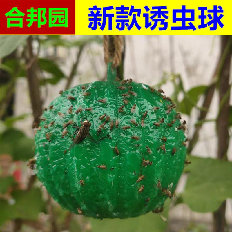 柑橘款绿球_副本
