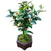 Plántulas de Flores Sonrientes para Dropshipping Plántulas Sonrientes en Maceta Plantas de Flores Fragantes Patio Balcón Perennes Todas las Estaciones
