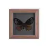 Set de Regalo de Espécimen de Mariposa Real para Mujeres, Decoración 3D, Regalo para Amigos, Materiales Didácticos, Marco de Fotos Sencillo