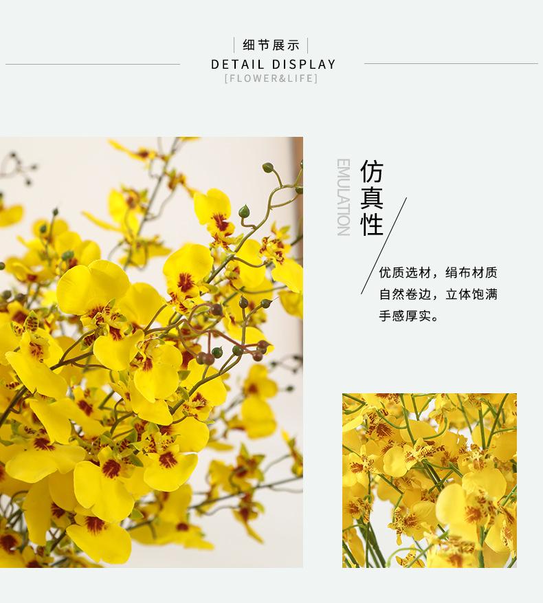 跳舞兰集合详情-兰韵_16