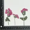 Flor de Cerezo Seca con Ramas, Marco de Fotos Hecho a Mano en Relieve, Pintura de Calcomanía Facial, Hojas Reales, Paquete de Material en Relieve, Especímenes de Plantas