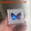 Venta Directa al Por Mayor de Fábrica de Especímenes Reales de Mariposas con Alas Extendidas, Diversos Insectos y Escarabajos, Accesorios para Fotos, Educación Científica, Especímenes Naturales