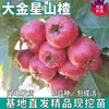 Mudas de Crataegus Dourada Estrela Grande para Plantio em Quintais no Norte e Sul, Mudas de Frutas Extra-Grandes para Enxerto e Mudas de Vasos, Envio Direto de Peça Única