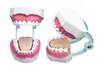 Cuidado dental salud modelo oral dental materiales dentales modelo de dentadura postiza enseñanza práctica