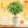 Mudas de Osmanthus para Dropshipping, Plantas de Osmanthus em Vasos para as Quatro Estações, Plantas com Flores de Aroma Forte, Escritórios Internos, Florescendo Bem em Todas as Estações