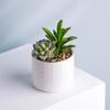 Fornecimento de Fábrica Vaso de Cerâmica Branco Plantador de Suculentas para Ornamentos Carnudos Transfronteiriços