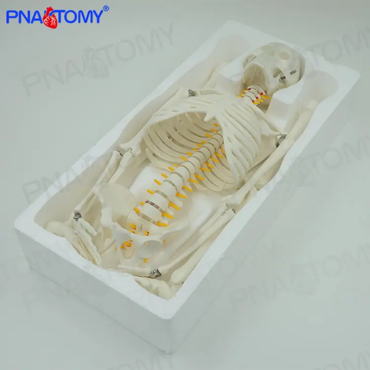 85cm神经骨骼03