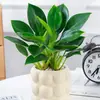 Cesta de Rábano Verde en Maceta Diamante Dorado Planta de Interior Florales Plantas Verdes Hidropónicas Sala de Estar Fácil de Cultivar Suculenta Casa Nueva Absorbe y Elimina Formaldehído