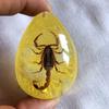 Colgante de Ámbar con Espécimen de Insecto Real Ámbar Insecto Gota de Agua con Forma de Insecto Escorpión Mariposa Abeja Flor Ámbar Transmisión en Vivo Venta al por Mayor