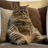 Capa de Almofada de Gato em Formato de Celular Mais Vendida Transfronteiriça, Capa de Almofada Decorativa Fofa para Quarto de Gato, Casa, Sofá