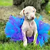 Disfraz Europeo y Americano para Mascota Color Block Oso Salsa Falda Fiesta de Gato Fiesta Disfraz Perro Día de Halloween Falda Salsa