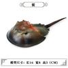 Simulação Tubarão Modelo de Animal Marinho Grande Tubarão Branco Megalodon Tubarão Tigre Baleia Azul Polvo Polvo Lagosta Brinquedo