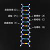 Modelo de estrutura de dupla hélice de DNA gene genético e variação biológica instrumento de ensino biológico do ensino médio equipamento experimental