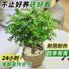 Plantas en Maceta Auténticas de Madera de Pimienta Fragante para Sala de Estar y Escritorio de Oficina Repelente de Mosquitos Plantas Verdes Plantas de Bonsái de Tocón Viejo Son Fáciles de Cuidar