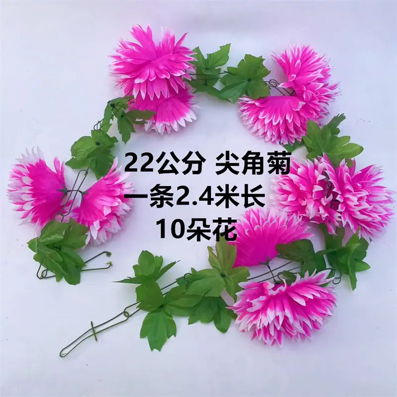 22尖角菊 (20)