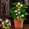 Dropshipping Árvore Bodhi Envasada Pequeno Bonsai Bodhi com Fruto Zen Chinês Ornamentos de Mesa Criativo Interno Bom