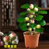 Dropshipping de Planta Pote de Tília, Pequeno Bonsai Bodhi com Frutos, Ornamento de Mesa Zen Chinês, Decoração Criativa para Interior