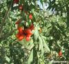 Plántulas de Bayas de Goji Macetadas Plántulas de Bayas de Goji para Exterior Plántulas de Bayas de Goji para Plantación en Tierra Plantación en Interior en el Norte y el Sur