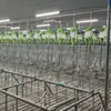 Equipamentos para Suinocultura Baia Individual Baia com Limite de Lotação Baia de Gestação Baia de Posicionamento para Matrizes Criação Inteligente e Eficiente Garantia de 1 Ano