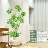 Forma Pie de Pato Madera Sala de Estar Maceta Grande Planta Verde Interior Sala de Estar Grande de Pie Flor Real Pila Vieja Pie de Pato Madera