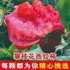 Tomates recién cosechados de Panzhihua, Sichuan, aptos para comer crudos, cultivados naturalmente en campo abierto, caja entera de melón de invierno de temporada