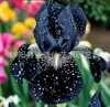 Sementes de rizoma de íris de flor azul, sementes de flores de bulbo, fáceis de cultivar e florescem o ano todo, adequadas para paisagismo de jardim e vasos