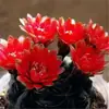 Cacto Flor de Jasmim Carmesim em vaso para decoração de escritório e casa, flores de varanda, mudas de suculentas