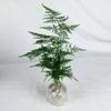 Aspargos em Vaso Decorações para Mesa de Escritório Sala de Estar Micro Paisagem Fácil de Cuidar Bonsai Plantas Preguiçosas Fáceis de Cultivar Plantas Pequenas em Vasos