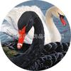 Diy668 Cisne Negro Transfronterizo Piedra del Tiempo Cristal de Gema Parche Redondo de Vidrio Accesorios Al Por Mayor