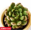 Combinación de Suculentas en Maceta, Lithops, Adornos de Jade, Flores de Jardín Exterior Venta Directa, Paisaje de Patio