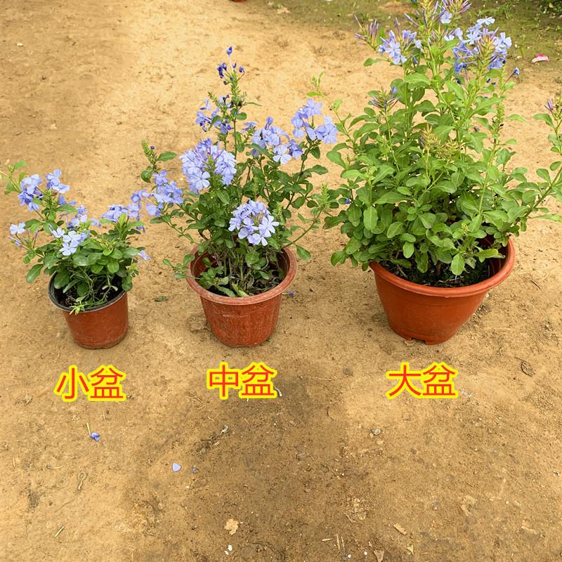 蓝雪花主图4.JPG
