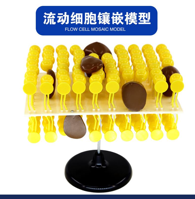 33304细胞流动镶嵌模型_02.jpg