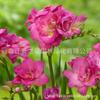 Bulbos de aliso de doble flor, semillas de fresia, plantas en maceta, flores de interior de fácil cuidado y aroma intenso para el jardín, ideales para las cuatro estaciones.