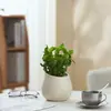 Ins Jiuli Escandinavo Planta Verde Fragante en Maceta Florales Oficina Sala de Estar Escritorio Interior Adornos Purificar el Aire y Eliminar Formaldehído