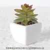 Suculentas Simuladas Personalizadas Cerámica Bonsái Plantas Verdes Escandinavas Adornos Hogar Interior Sala de Estar Flores Falsas Suculentas Plantas en Maceta