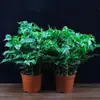 Planta en Maceta para Sala de Estar Árbol Feliz, Planta Verde Grande, Fácil de Mantener, Flor de Interior, Planta Eliminadora de Formaldehído, Árbol de la Paz, Planta de Hoja Perenne para Todas las Estaciones