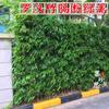 Plántulas de Bambú, Plantas de Bambú de Patio, Plantación Exterior Perenne, Bambú Púrpura Feng Shui para Balcón, Bambú Luohan en Maceta para Interior