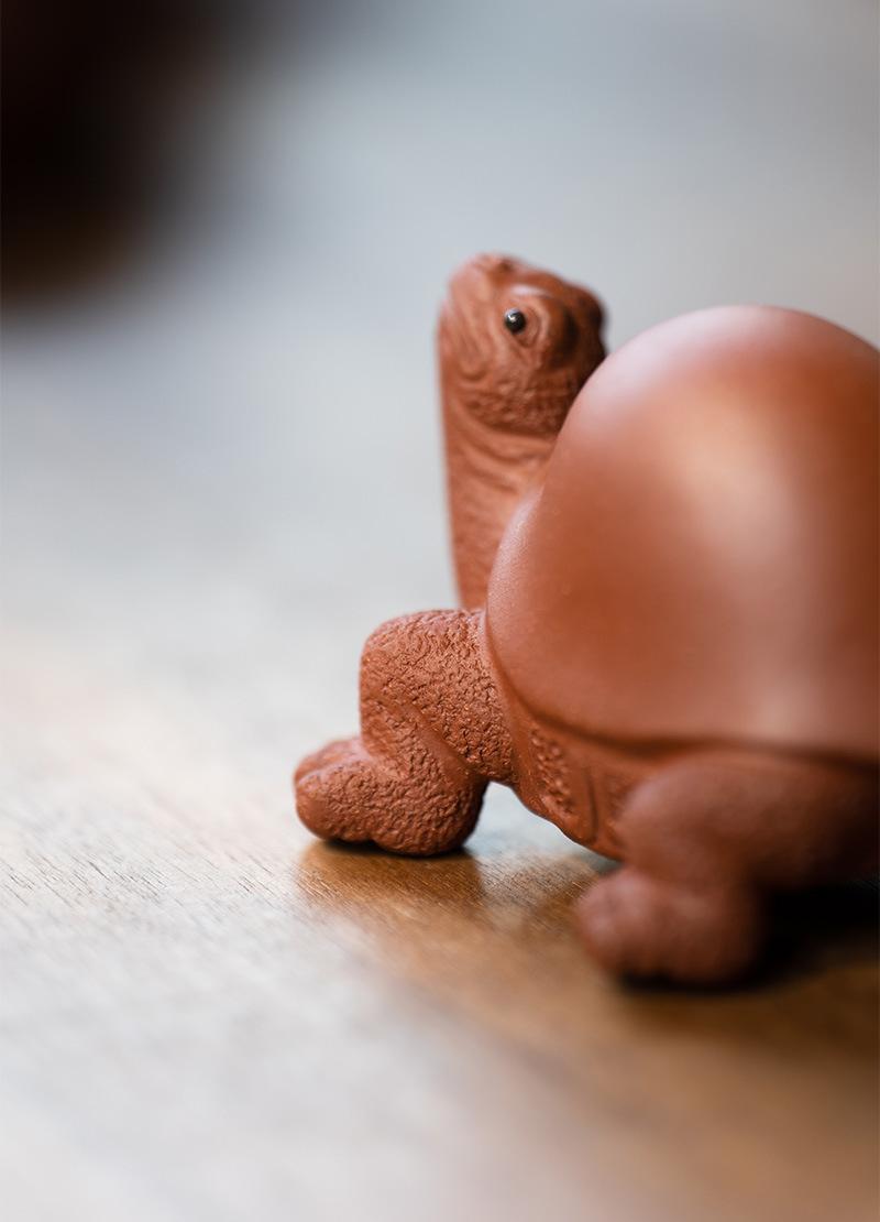 将军龟20210806 (10).jpg