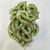Impresión 3D Begonia afilada colgante de pared planta de simulación pared de planta verde macetas a juego fotografía hojas falsas al por mayor