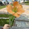 Comercio exterior Blanco simulación Tulipán fábrica flor grande pétalo Tulipán boda suave decoración toma de casa flor artificial venta al por mayor