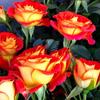 Balcón de Jugo Planta en Maceta Rosa con Capullos Florece Todo el Año Flor de Rosa Rosales Fáciles de Cultivar con Aroma Frutal